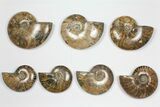 Lot: - Whole Polished Ammonites (Grade B/C) - Pieces #101409-1